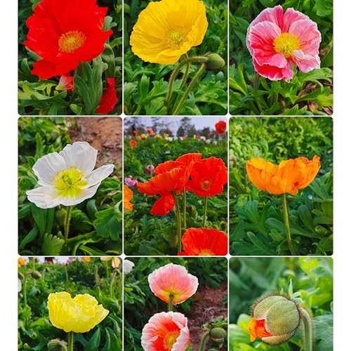 DAMAICHUHAI 10.000 Bunte Mohnsamen Mit Hoher Keimrate Und Einfacher Pflege. Geeignet Für Gartenblumen Und Balkonkübelpflanzen. Hohe Keimrate, Einfache Pflege, Starke Kältebeständigkeit Und Lange Blüte DAMAICHUHAI 10.000 Bunte Mohnsamen Mit Hoher Keimrate Und Einfacher Pflege. Geeignet Für Gartenblumen Und Balkonkübelpflanzen. Hohe Keimrate, Einfache Pflege, Starke Kältebeständigkeit Und Lange Blüte von DAMAICHUHAI