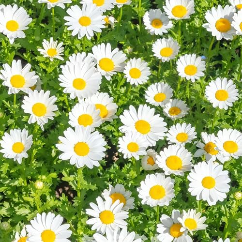 DAMAICHUHAI 100 Hochwertige Weiße Kristallchrysanthemensamen, Geeignet Für Topfpflanzen Auf Dem Balkon Oder Im Garten. Hohe Keimrate, Einfache Pflege, Volle Blütenform Und Lange Blütezeit. von DAMAICHUHAI