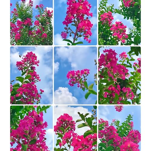 DAMAICHUHAI 100 Kreppmyrtensamen Für Eine Lebendige Und Farbenfrohe Sorte, Geeignet Für Gärten, Parks Und Topflandschaften DAMAICHUHAI 100 Kreppmyrtensamen Für Eine Lebendige Und Farbenfrohe Sorte, Geeignet Für Gärten, Parks Und Topflandschaften von DAMAICHUHAI