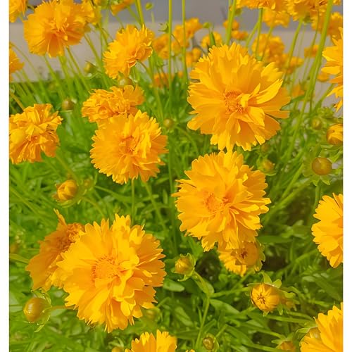 DAMAICHUHAI 100 Saatgut für gefüllt blühende Coreopsis Für Gartenrabatten Und Balkontöpfe. Hohe Keimrate Und Einfache Pflege. Große Blütezeit. Lange Blütezeit. Nach Der Aussaat Jahrelang. von DAMAICHUHAI