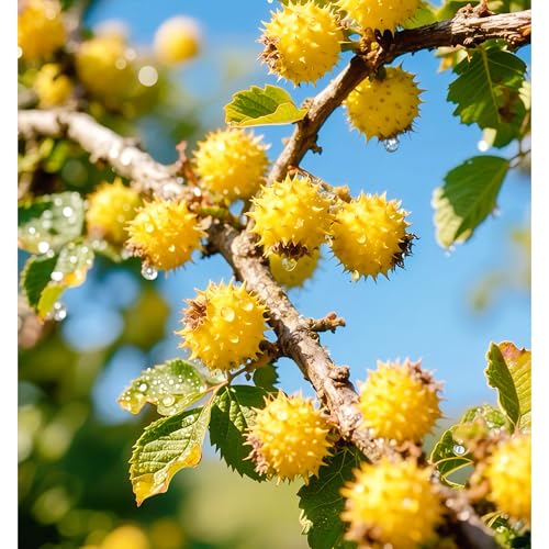 DAMAICHUHAI 100 Sanddornsamen. Geeignet Für Balkonkübel, Hausgärten Und Terrassenbepflanzungen. Einfach Zu Kultivieren Mit Hoher Überlebensrate. Reinsortig Mit Hoher Krankheitsresistenz. von DAMAICHUHAI