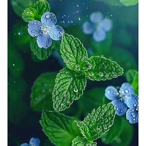 DAMAICHUHAI 1000 Frische Minzsamen, Aromatisch Und MüCkenabweisend, Sehr AnpassungsfäHig, Geeignet FüR BalkonküBelpflanzen Und Gartenecken von DAMAICHUHAI