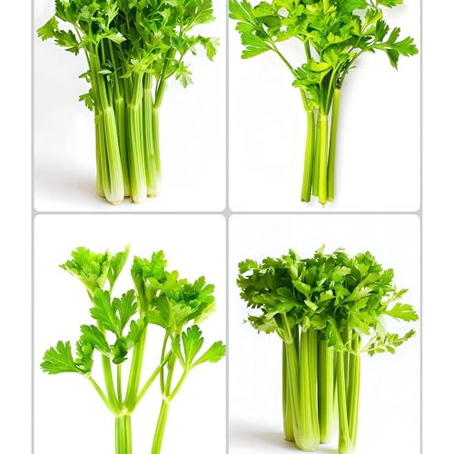 DAMAICHUHAI 1000 Selleriesamen - Geeignet für Balkonkübel und kleine Gärten. Kältebeständige und leicht keimende Selleriesamen. von DAMAICHUHAI