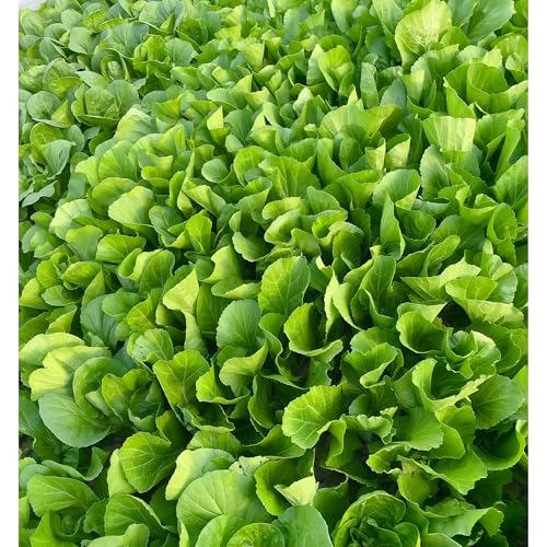 DAMAICHUHAI 1500 Hochwertige Senfkörner, Geeignet Für Balkon, Hof Und Gemüsegarten, Leicht Anzubauen Und Kräftig Keimend DAMAICHUHAI 1500 Hochwertige Senfkörner, Geeignet Für Balkon, Hof Und Gemüsegarten, Leicht Anzubauen Und Kräftig Keimend von DAMAICHUHAI