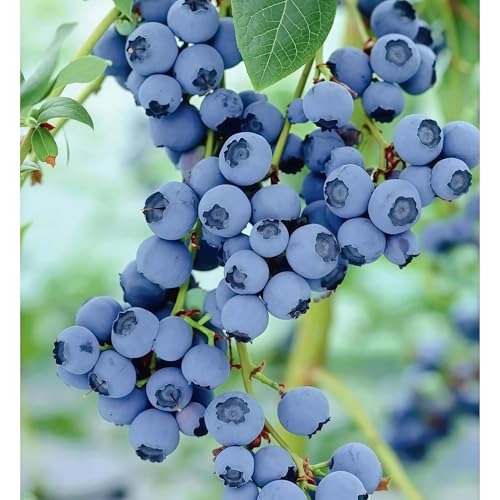 DAMAICHUHAI 200 Heidelbeersamen, Geeignet Zum Anpflanzen Auf Balkonen, Terrassen Und Im Freiland. Hohe Keimrate, Leichtes Überleben, Süßer Geschmack Und Starkes Wachstum. DAMAICHUHAI 200 Heidelbeersamen, Geeignet Zum Anpflanzen Auf Balkonen, Terrassen Und Im Freiland. Hohe Keimrate, Leichtes Überleben, Süßer Geschmack Und Starkes Wachstum. von DAMAICHUHAI