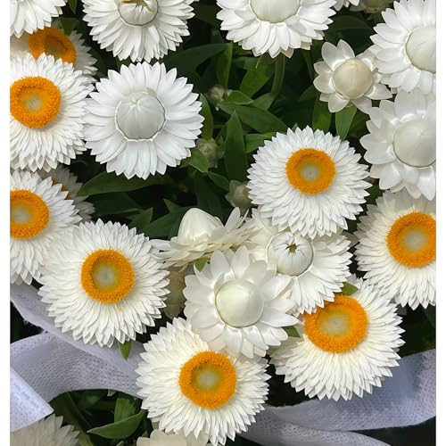 DAMAICHUHAI 200 Weiße Gänseblümchensamen, Geeignet Für Gartentöpfe Und Balkonbepflanzung. Hohe Keimrate Und Einfache Pflege. Die Blüten Sind Robust Und Schön. DAMAICHUHAI 200 Weiße Gänseblümchensamen, Geeignet Für Gartentöpfe Und Balkonbepflanzung. Hohe Keimrate Und Einfache Pflege. Die Blüten Sind Robust Und Schön. von DAMAICHUHAI