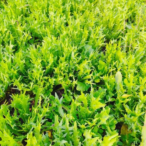 DAMAICHUHAI 2000 Bittermelonensamen, Geeignet Für Gemüsegärten Und Balkone, Hohe Keimrate Und Hoher Ertrag, Erfrischend Und Lecker, Einfach Anzubauen DAMAICHUHAI 2000 Bittermelonensamen, Geeignet Für Gemüsegärten Und Balkone, Hohe Keimrate Und Hoher Ertrag, Erfrischend Und Lecker, Einfach Anzubauen von DAMAICHUHAI