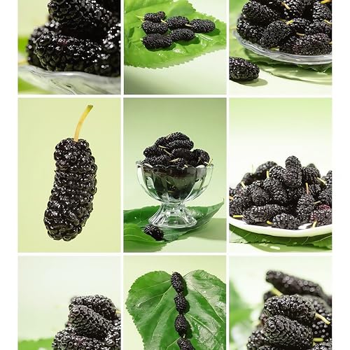 DAMAICHUHAI 300 Hochwertige Maulbeersamen Für Garten Und Gewächshaus Geeignet, Kälteresistent Und Unfruchtbar, Mit Großen, Dicken Früchten Und Hoher Süße von DAMAICHUHAI