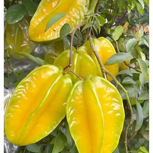 DAMAICHUHAI 50 Sternfruchtsamen, Geeignet Für Hausgärten Und Topfpflanzen Auf Dem Balkon, Mit Hoher Keimrate, Einfacher Überlebensrate, Starker Anpassungsfähigkeit Und Hohem Fruchtertrag, Können Zu J DAMAICHUHAI 50 Sternfruchtsamen, Geeignet Für Hausgärten Und Topfpflanzen Auf Dem Balkon, Mit Hoher Keimrate, Einfacher Überlebensrate, Starker Anpassungsfähigkeit Und Hohem Fruchtertrag, Können Zu J von DAMAICHUHAI