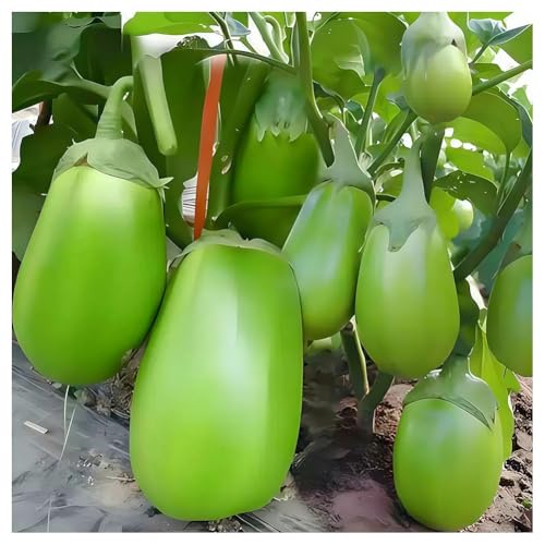 DAMAICHUHAI 500 Grüne Auberginensamen, Geeignet Für Balkonblumentöpfe, Gemüsegärten Im Innenhof, Leicht Zu Überlebende, Knackige Und Zarte Fruchtsamen Mit Starker Stressresistenz Und Hoher Keimrate von DAMAICHUHAI