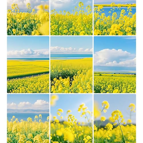 DAMAICHUHAI 500 Rapssamen, Kälteresistentes Einjähriges Kraut, Geeignet Für Gartenblumenfelder Und Feldpflanzungen, Essbarer Raps, Hoher Wirtschaftlicher Wert, Resistent Gegen Unfruchtbarkeit, Leicht von DAMAICHUHAI