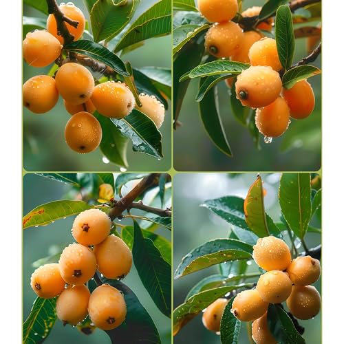 Damaichuhai 10 pralle Mispelsamen, geeignet zum Anpflanzen auf Balkonen und Höfen, leicht zu überdauern und zu pflegen, mit süßen Früchten zum Ernten von DAMAICHUHAI