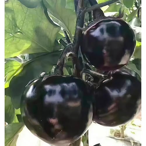 Damaichuhai 100 Pralle, Hochwertige, Runde Auberginensamen. Eine Ertragreiche, Krankheitsresistente Sorte, Geeignet Für Hausgärten, Balkonkübel Und Freiland. von DAMAICHUHAI