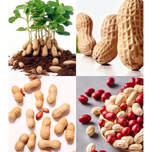 Damaichuhai 100 Sorgfältig Ausgewählte Erdnusssamen, Geeignet Für Die Aussaat Im Hausgarten Und Auf Dem Balkon, Mit Runden Samen, Starker Keimfähigkeit, Hoher Widerstandsfähigkeit Und Einfacher Pfleg von DAMAICHUHAI