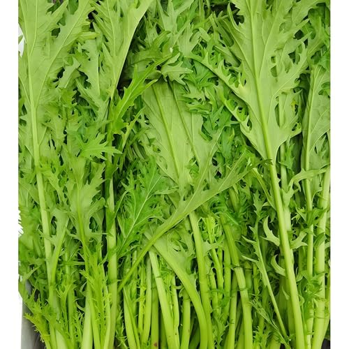 Damaichuhai 1500 Schneegemüsesamen, geeignet für Gartengemüsebeete und Balkonblumentöpfe, frisch und prall, leicht zu überleben, kräftig wachsend und leicht zu pflegen von DAMAICHUHAI