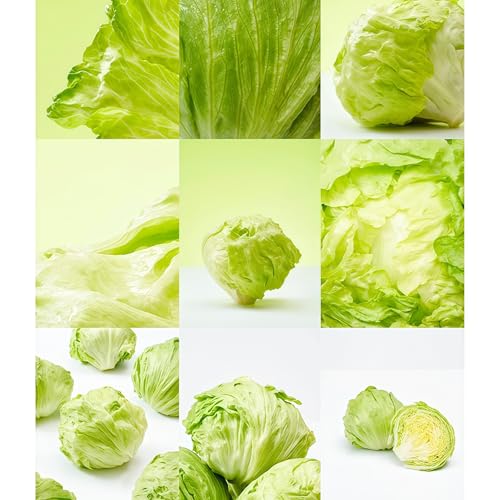 Damaichuhai 2000 Kopfsalatsamen, Geeignet Für Balkontöpfe Und Gemüsegärten, Mit Hoher Anpassungsfähigkeit Und Einfacher Pflege. Die Köpfe Sind Voll Und Von Guter Qualität. von DAMAICHUHAI