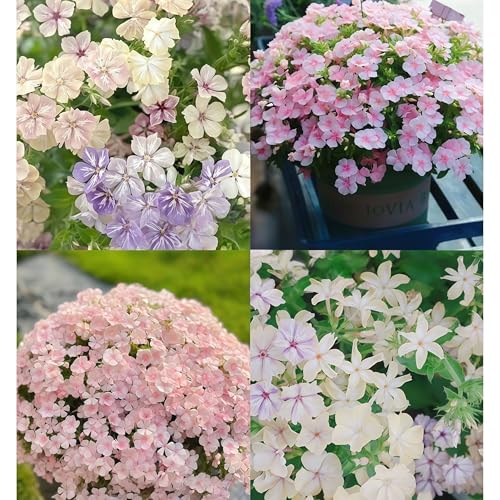 Damaichuhai 3000 Graines De Phlox. Phlox En Grappe. Convient Aux Jardins, Aux Bordures Et Aux Terrasses. Cette Fleur Vivace Attire Les Abeilles Et Les Papillons Pour La Pollinisation Et Résiste à La Damaichuhai 3000 Graines De Phlox. Phlox En Grappe. Convient Aux Jardins, Aux Bordures Et Aux Terrasses. Cette Fleur Vivace Attire Les Abeilles Et Les Papillons Pour La Pollinisation Et Résiste à La von DAMAICHUHAI