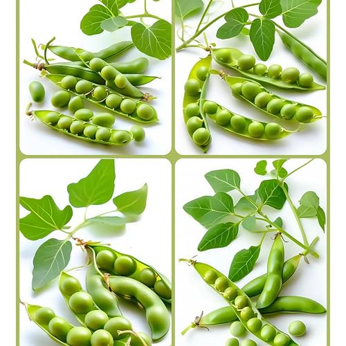 Damaichuhai 50 Erbsensamen, Geeignet Für Balkon-Blumenregale Und Gartenecken. Klettert Leicht Und Bildet Viele Schoten. Frisch, Prall Und Leicht Zu Kultivieren. Damaichuhai 50 Erbsensamen, Geeignet Für Balkon-Blumenregale Und Gartenecken. Klettert Leicht Und Bildet Viele Schoten. Frisch, Prall Und Leicht Zu Kultivieren. von DAMAICHUHAI