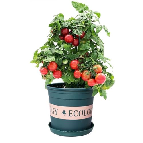 Hängetomate -MASKOTKA- 50 Samen Süß und sauer (Hängende Tomate) von DAMAICHUHAI