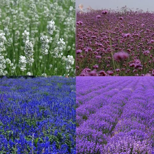 Mezcla De Colores Lavendel Samen (Lavandula Angustifolia) - 100 Frische Bio-Samen - Echter Duftlavendel - Winterhart Bis -20°C - FüR KräUtergäRten & Bienenweiden von DAMAICHUHAI