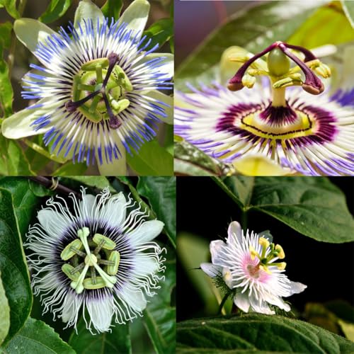 Riesen Granadilla -Passiflora Quadrangularis- Farben Mischen 20 Samen Zur Auswahl Riesen Granadilla -Passiflora Quadrangularis- Farben Mischen 20 Samen Zur Auswahl von DAMAICHUHAI