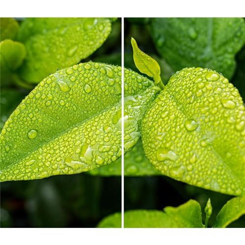 DAMU | Herdabdeckplatte 2teilig 2x30x52 Herdabdeckung Ceranfeld Glasschneideplatte Ceranfeldabdeckung Herdplattenabdeckung Kochfeld Abdeckung Schneidebrett Glasplatte GrĂĽn Blatt DAMU | Herdabdeckplatte 2teilig 2x30x52 Herdabdeckung Ceranfeld Glasschneideplatte Ceranfeldabdeckung Herdplattenabdeckung Kochfeld Abdeckung Schneidebrett Glasplatte GrĂĽn Blatt von DAMU
