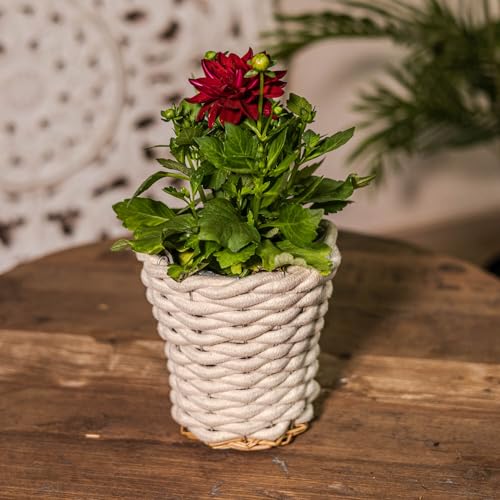 DARO DEKO Baumwoll Korb rund mit Einsatz Sanduhr Ø 15 x 16cm Regalkorb Blumentopf geflochten Aufbewahrungskorb Über-Topf Blumenkorb DARO DEKO Baumwoll Korb rund mit Einsatz Sanduhr Ø 15 x 16cm Regalkorb Blumentopf geflochten Aufbewahrungskorb Über-Topf Blumenkorb von DARO DEKO