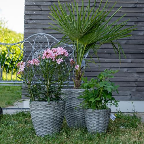 DARO DEKO Rattan Blumentopf rund 3 Stück - S, M und L grau von DARO DEKO