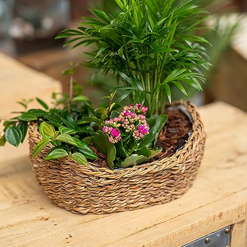 DARO DEKO Seegras Korb Schale Natur 28 x 20 x 11cm mit Einsatz Blumentopf geflochten Aufbewahrungskorb Übertopf Blumenkorb von DARO DEKO