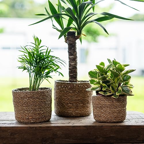 DARO DEKO Seegras Korb rund Natur Ø 15 x 12cm mit Einsatz Blumentopf geflochten Aufbewahrungskorb Über-Topf Blumenkorb von DARO DEKO