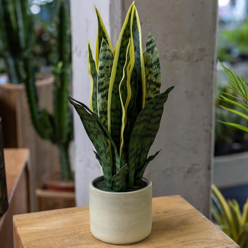 DARO DEKO künstliche Zimmerpflanze Sansevieria 53cm im Topf Zier-Pflanze Kunstpflanze Tischdeko DARO DEKO künstliche Zimmerpflanze Sansevieria 53cm im Topf Zier-Pflanze Kunstpflanze Tischdeko von DARO DEKO