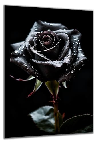 DARO Design - Wand-Bild auf 6mm HDF 30x20 cm schwarze Rose - Wand-Deko Bilder Geschenk von DARO Design
