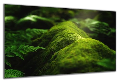 DARO Design - Wand-Bild auf 6mm HDF 40x30 cm Moos Wurzel Wald Baum - Wand-Deko Bilder Geschenk von DARO Design