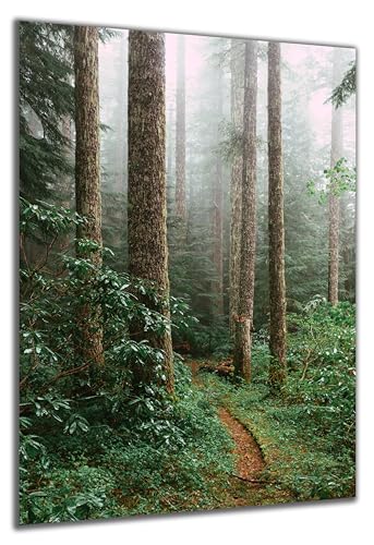 DARO Design - Wand-Bild auf 6mm HDF 40x30 cm Trail Wald-Pfad Bäume - Wand-Deko Bilder Geschenk DARO Design - Wand-Bild auf 6mm HDF 40x30 cm Trail Wald-Pfad Bäume - Wand-Deko Bilder Geschenk von DARO Design