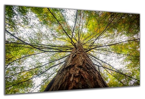 DARO Design - Wand-Bild auf 6mm HDF 56x84 cm Baum von unten - Wand-Deko Bilder Geschenk von DARO Design
