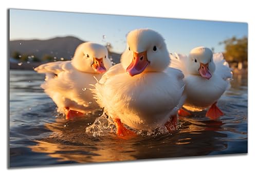 DARO Design - Wand-Bild auf 6mm HDF 70x50 cm Entenküken - Wand-Deko Bilder Geschenk von DARO Design