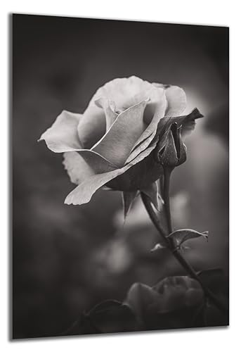 DARO Design - Wand-Bild auf 6mm HDF 70x50 cm Trauer weiße Rose schwarz weiß - Wand-Deko Bilder Geschenk von DARO Design