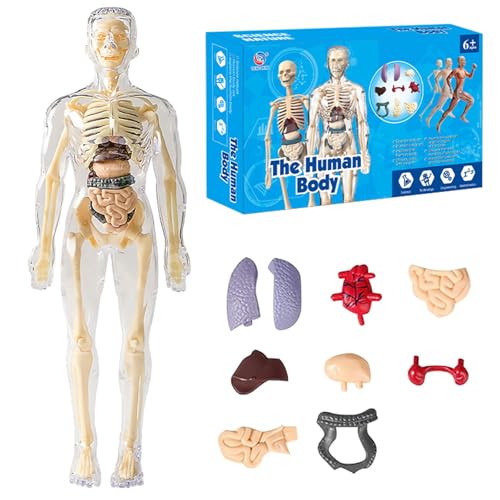 DASIAUTOEM Anatomie Modell, Mini Mensch Skelett Modell für Anatomie Modell Menschlichen Körper, Anatomy Skeleton, Teaching Model Human Body, Menschliche Skelton Modell, Vorschule Ausbildung für Kinder DASIAUTOEM Anatomie Modell, Mini Mensch Skelett Modell für Anatomie Modell Menschlichen Körper, Anatomy Skeleton, Teaching Model Human Body, Menschliche Skelton Modell, Vorschule Ausbildung für Kinder von DASIAUTOEM
