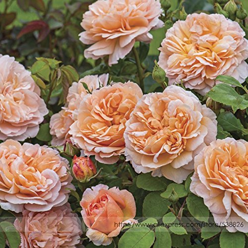 2018 Hot Sale Heirloom Lady Gärtner Double Bloom Light davitu orange Rose Strauch duftende Blume Samen, Profi-Pack, 50 Samen/Pack, von DAVITU FLOWERS SEEDS