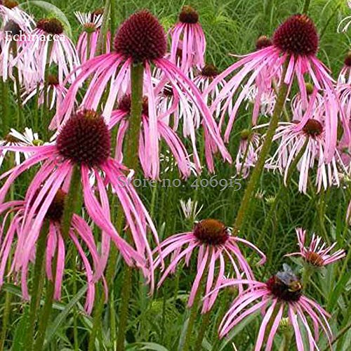 DAVITU FLOWERS SEEDS E3718 Rosafarbene Echinacea Coneflowers, 100 Samen, gut aussehende Schmetterlinge, verbessert die Umwelt von DAVITU FLOWERS SEEDS