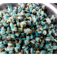 Getrocknete Saubere Strandschnecke | 4.5Oz von DAndDFoods