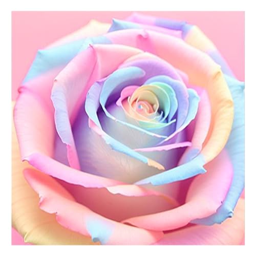 DCIDBEI 30 x 30 cm DIY Diamond Painting Bunte Rosen || Runde Diamant Malerei Abstrakte Blumen || Kreuzstich Diamant Liebe Erwachsene–Wand Dekoration Wohnzimmer Schlafzimmer Geschenk zum Valentinstag von DCIDBEI