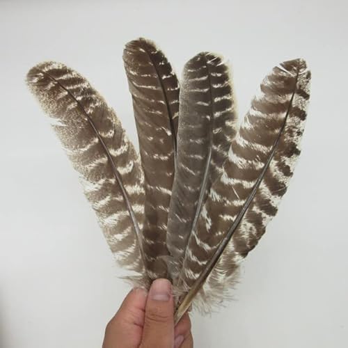 DDYZM Echte natürliche Adlerfedern 16-18 Zoll (20-40CM) Top Eagle Vogelfeder für Hochzeitsdekoration DIY Schmuck Plume-20-25CM 8-10Zoll, 10 STK von DDYZM