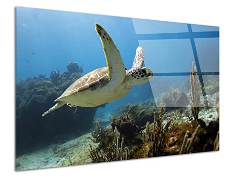 DECLINA Plexiglas Wandbild Plexiglas Wanddeko Plexiglas Wanddeko Plexiglas Meeresschildkröte 3, 50x30cm von DECLINA