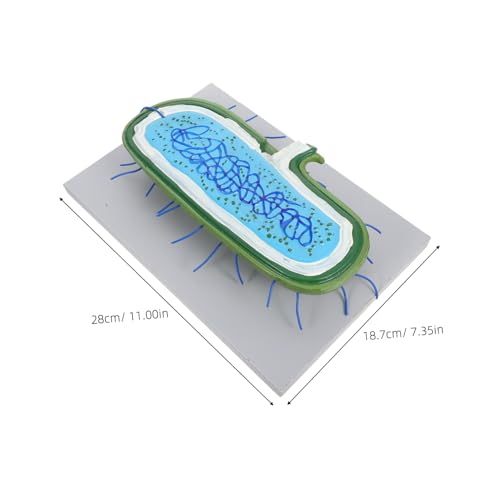 DECOMELODY Vergrößertes Zellkern-anatomiemodell Zellstruktur mit Detaillierten Organellen für Biologieunterricht Schüler Wissenschaftliche Demonstration Lehrmittel DECOMELODY Vergrößertes Zellkern-anatomiemodell Zellstruktur mit Detaillierten Organellen für Biologieunterricht Schüler Wissenschaftliche Demonstration Lehrmittel von DECOMELODY