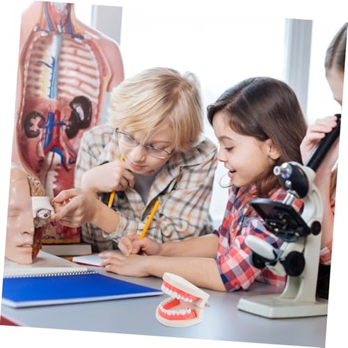 DECORNIJIA Kinderzahnmodell Lehrmittel Robustes Kariesmodell Pädagogisches Zahnputzspielzeug zur Motorischen und Hand auge koordination für Kindergarten und Frühe Zahnpflege von DECORNIJIA