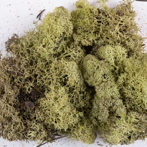 Rentiermoos | Islandmoss | Deko Moos | Bastel Moos | Dekomoos, (40 g), im Karton (Olive) von DEKO MARKET