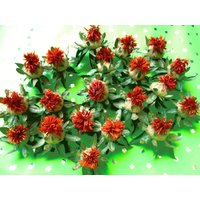 Getrocknete Saflorköpfe Aus Eigenem Bioanbau | Ernte 2025, 30stk von DEKOBLUMENTRAUM