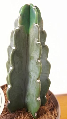 Kaktus,Dornenfrei!!,Cuddly Cactus,Großes Exemplar,ca.35cm Gesamthöhe,17er Topf von DENK