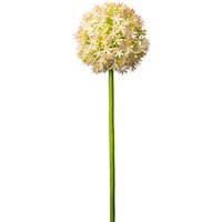 Allium ca. 80cm /11cm von DEPOT